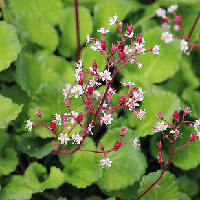 Саджанці Ломикаменя тіньового, або тінистого, ломикамінь міський (Saxifraga Umbrosa)