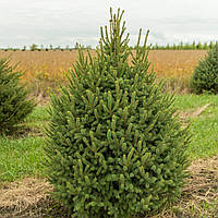 Саджанці Ялини канадської Денсата (Picea glauca Densata) Р9