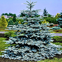 Саджанці Ялини колючої блакитної Маджестік Блю (Picea pungens Glauca Majestic Blue) Р9