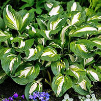 Саджанці Хости Медіоварієгата (Hosta Undulata Mediovariegata)