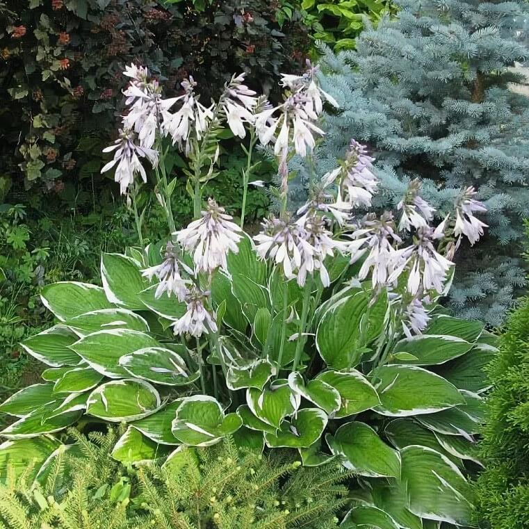 Саджанці Хости хвилястої Альбомаргіната (Hosta undulata Albomarginata)