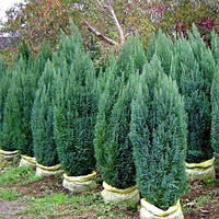 Кипарисовик Лавсона Елвуди Р9