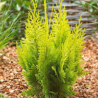 Кипарисовик Лавсона Івонне Р9