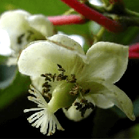 Саджанці Актинідії (ківі) Дон Жуан (Don Juan) (чоловічий запилювач) дворічний С1.5