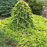 Саджанці Ялівцю горизонтального Голден Карпет на штамбі (Juniper Golden Carpe)