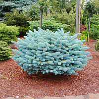 Саджанці Ялини колючої Глаука Глобоза (Picea pungens Glauca Globosa) 3-х річна С3