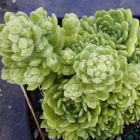 Саджанці Розулярії блідої (Rosularia pallida)