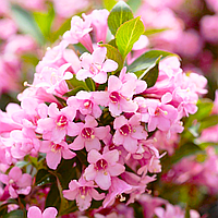 Саджанці Вейгели квітучої Розеа (Weigela florida Rosea) Р9