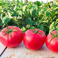 Насіння томату Хапінет F1 Syngenta - 10шт (Агро Імідж)