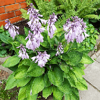 Саджанці Хости Бетсі Кінг (Hosta Betsy King)