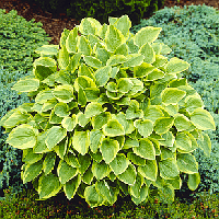 Саджанці Хости Голден Тіара (Hosta Golden Tiara)