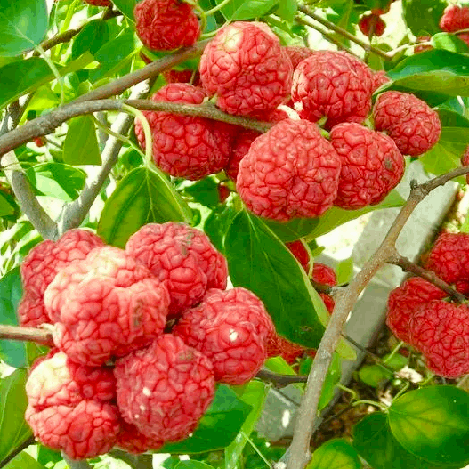 Саджанці Кудранії Сідліс - полуничне дерево (Cornus Sіdlіs) - самоплідна, морозостійка, крупноплідна Р9