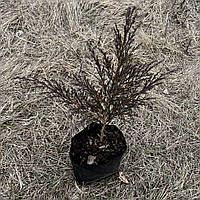 Ялівець горизонтальний Андорра Компакт саджанці Juniperus horizontalis Andorra Compact