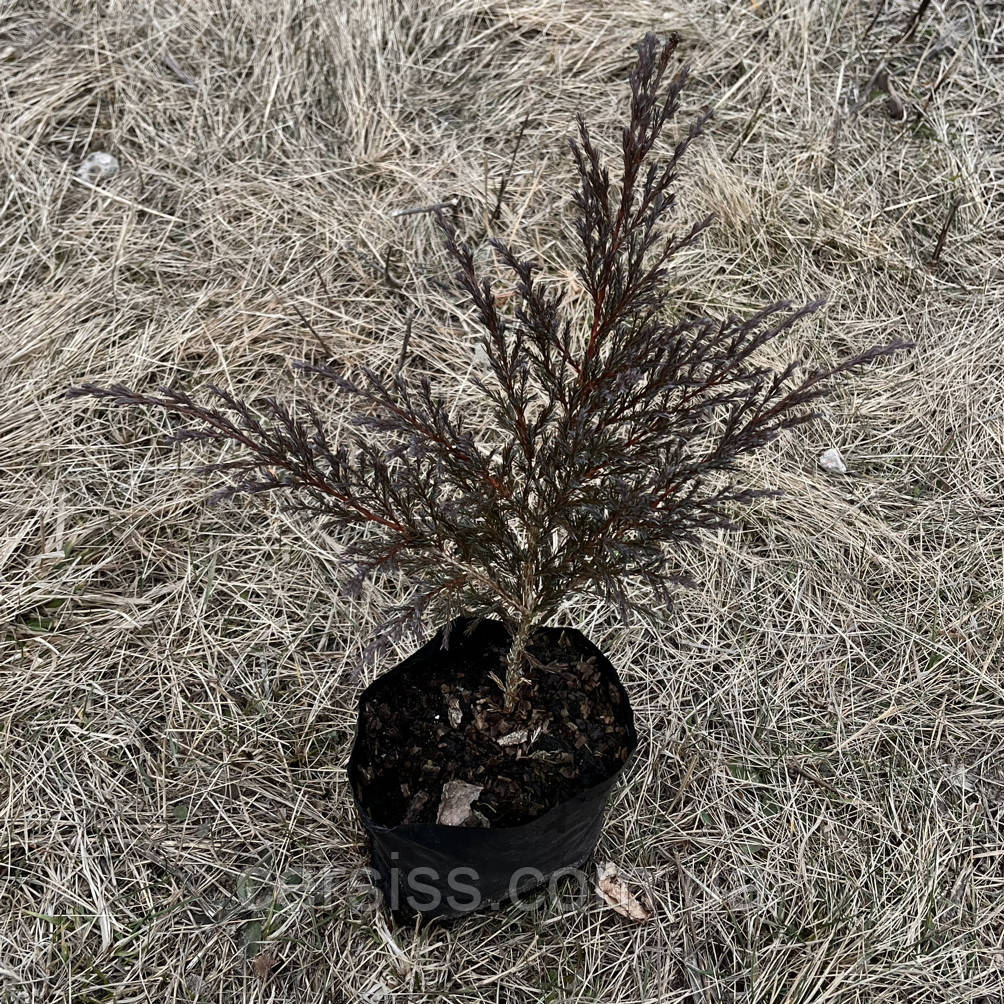 Ялівець горизонтальний Андорра Компакт саджанці Juniperus horizontalis Andorra Compact