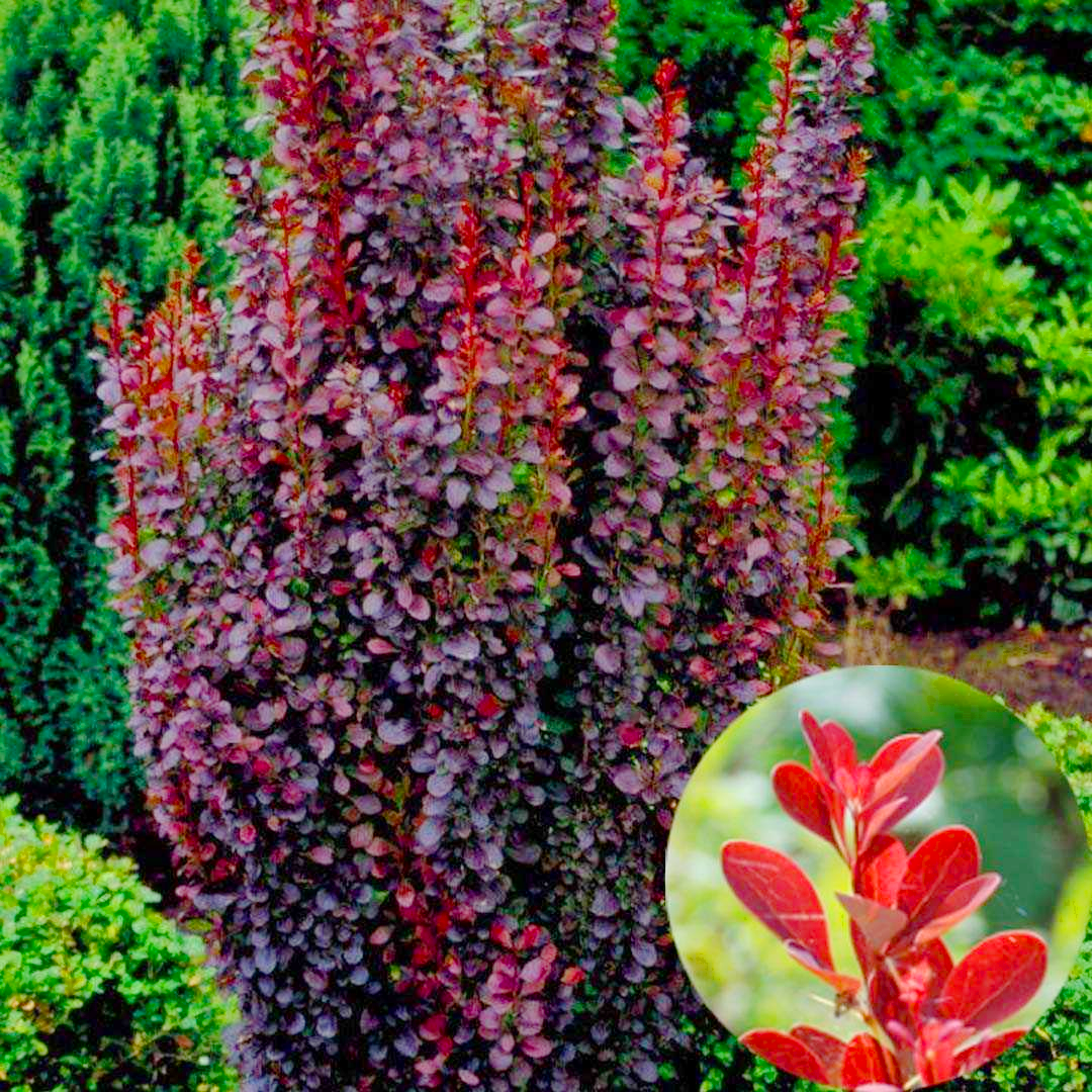 Саджанці Барбариса Тунберга Шоколад Саммер (Chocolate Summer) P9, фото 1