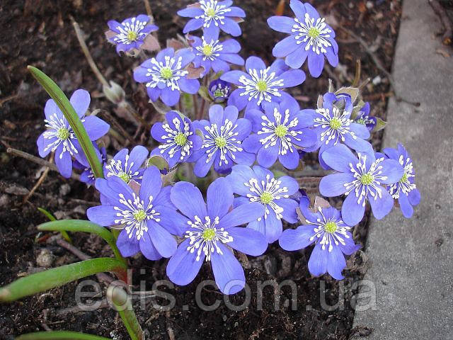 Печіночниця благородна (переліска)