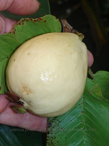 Гуава Египетская, цена 12 грн — Prom.ua (ID#27686959)