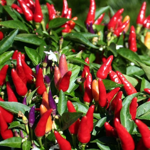 Насіння перцю гострого Червона ракета (0.15г), фото 1