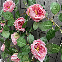 Лиана плетущая роза остин Люкс 280 см пудра