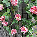 Ліана плетуюча троянда остин Люкс 280 см пудра, фото 2