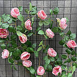 Ліана плетуюча троянда остин Люкс 280 см пудра, фото 3