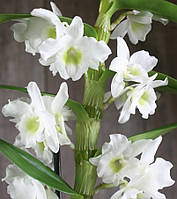 Орхидеи Дендробиум (различные цвета и размеры)