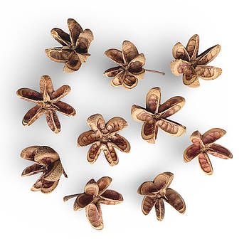 Сухоцвіти (5-6 см; 25-30 шт)