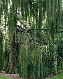 Ялина звичайна Virgata 3 річна, Ель обыкновенная / европейская Виргата, Picea abies Virgata