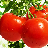 Томат Молдавія ЗАГАДКА сорт. 1 грам