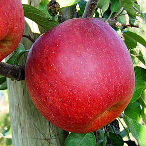 Саджанці яблуні сорт Фуджі Фубракс, фото 2