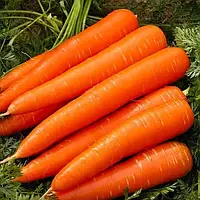Семена морковь Красный великан, 500 г