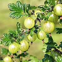 Крыжовник "Белорусский сахарный" , (средний сорт)