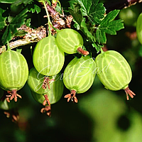 Крыжовник "Берилл" (бесшипный) , (средний сорт)