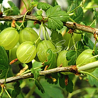 Крыжовник "Снежана" (бесшипный) , (поздний сорт)