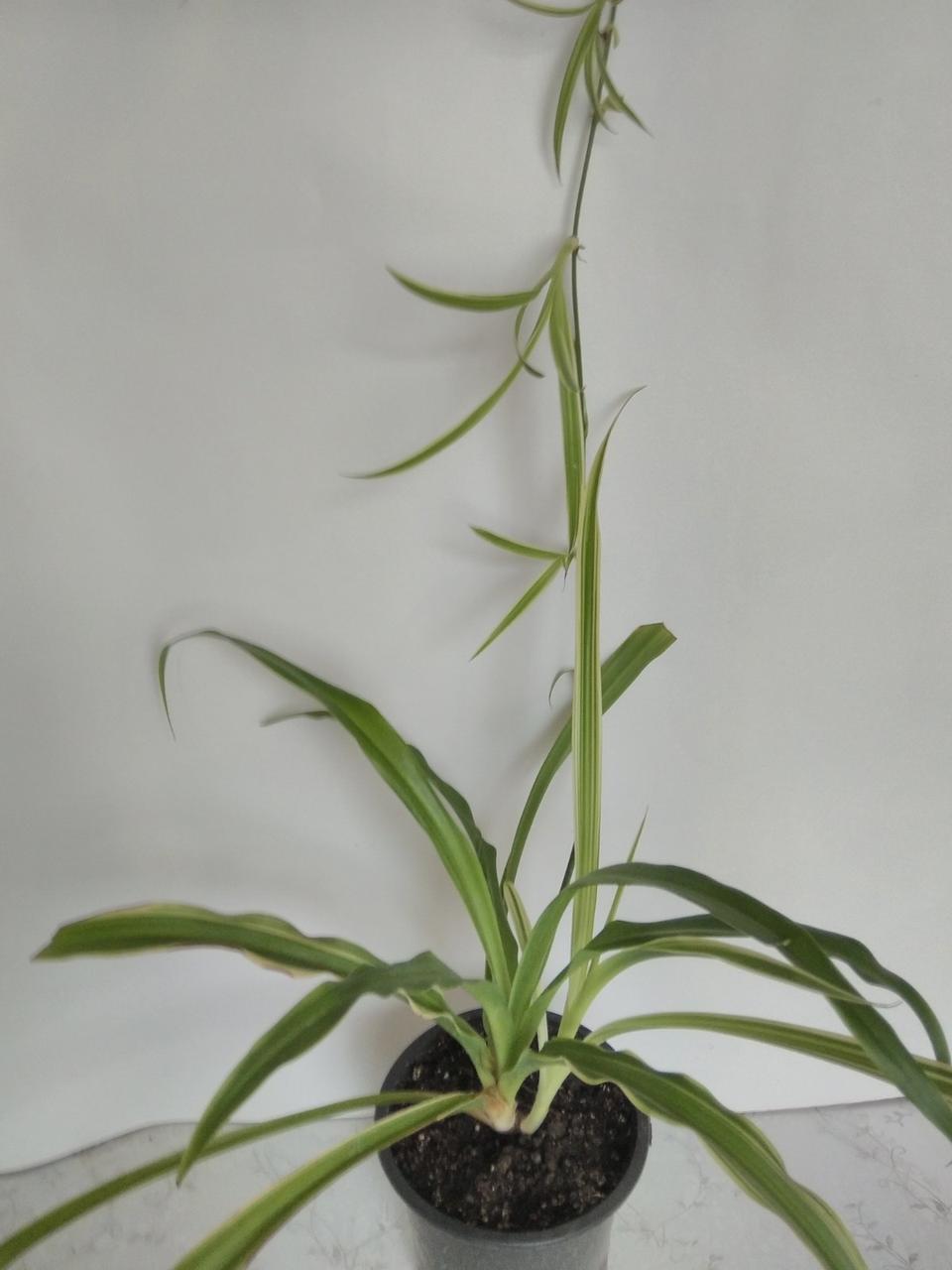 Хлорофитум хохлатый (Chlorophytum Сomosum), взрослое растение - фото 1 - id-p1476798570