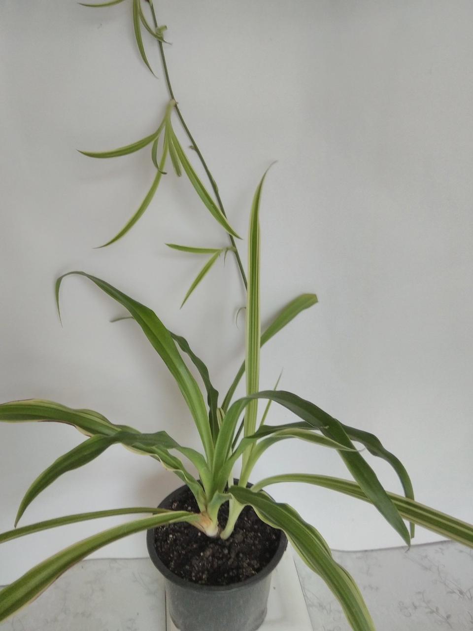 Хлорофитум хохлатый (Chlorophytum Сomosum), взрослое растение - фото 3 - id-p1476798570