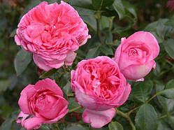 Ля роз де Молінар (La Rose de Molinard)