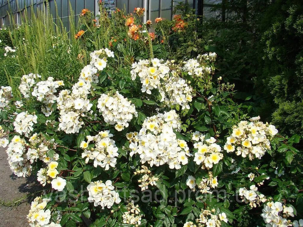 Розаліта (Rosalita)