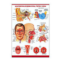 Плакат Анатомічна будова вуха, горла і носа А1