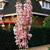 «Аманогава» - Prunus serrulata ' Amanogawa'