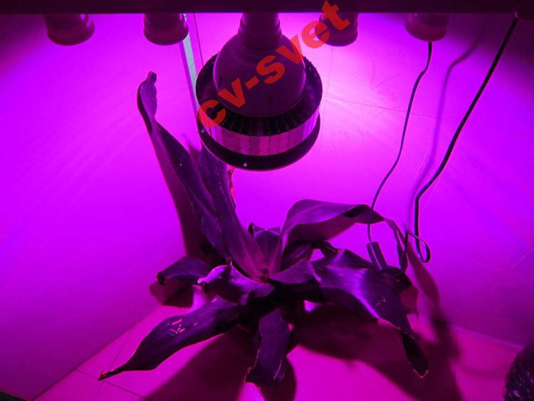 Фитоосвещение Светодиод фитоспектра 10W полный фито для растений - фото 7 - id-p386647197