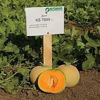 Семена Сладкая Дыня КС 7049 F1 / KS 7049 F1 100 семян Kitano Seeds