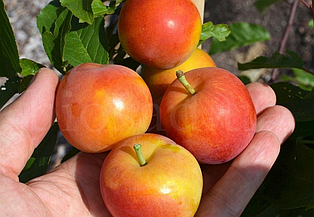 Шарафуга Белла Голд (Bella Gold)