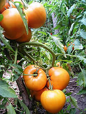 Томат Апельсин (крупний, індетермінантний, середньоранній) 0,1 г, насіння Яскрава, фото 3