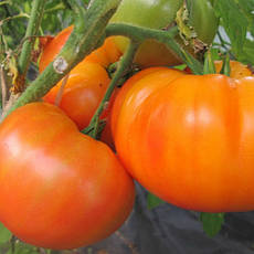 Томат Апельсин (крупний, індетермінантний, середньоранній) 0,1 г, насіння Яскрава, фото 4