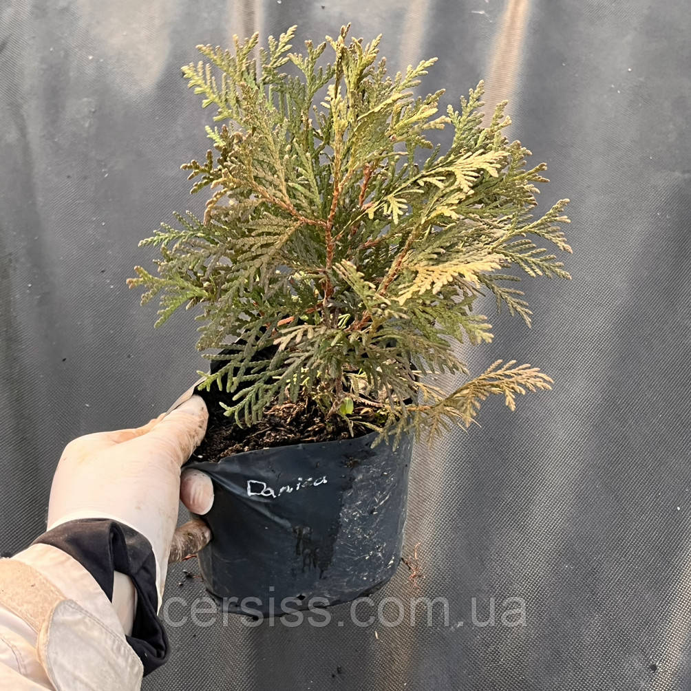 Туя куляста Даніка саджанці в контейнерах Thuja occidentalis Danica
