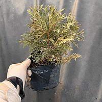 Туя куляста Даніка саджанці в контейнерах Thuja occidentalis Danica
