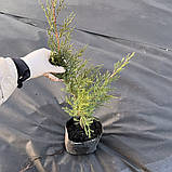Ялівець Мінт Джулєп саджанці в контейнерах, Juniperus media pfitzeriana Mint Julep, фото 3