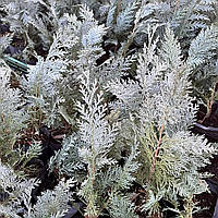 Кипарисовик Лавсона Колумнаріс саджанці в контейнері Chamaecyparis Lawsoniana Columnaris
