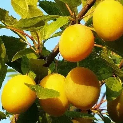 Саджанці сливи Точесан пізнього строку дозрівання, фото 1
